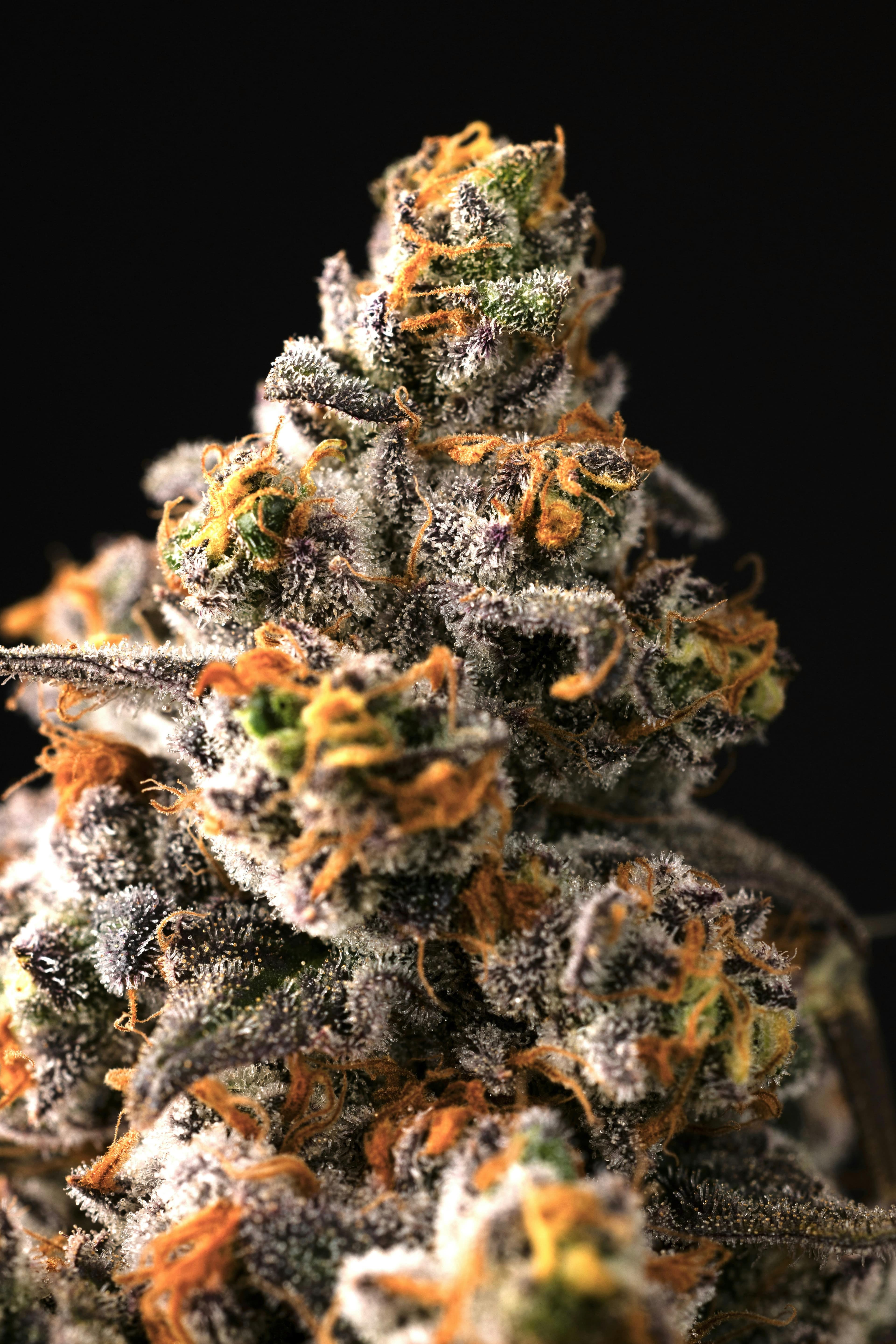 Source image for Allday | Banana Gelato | Flower | 28g