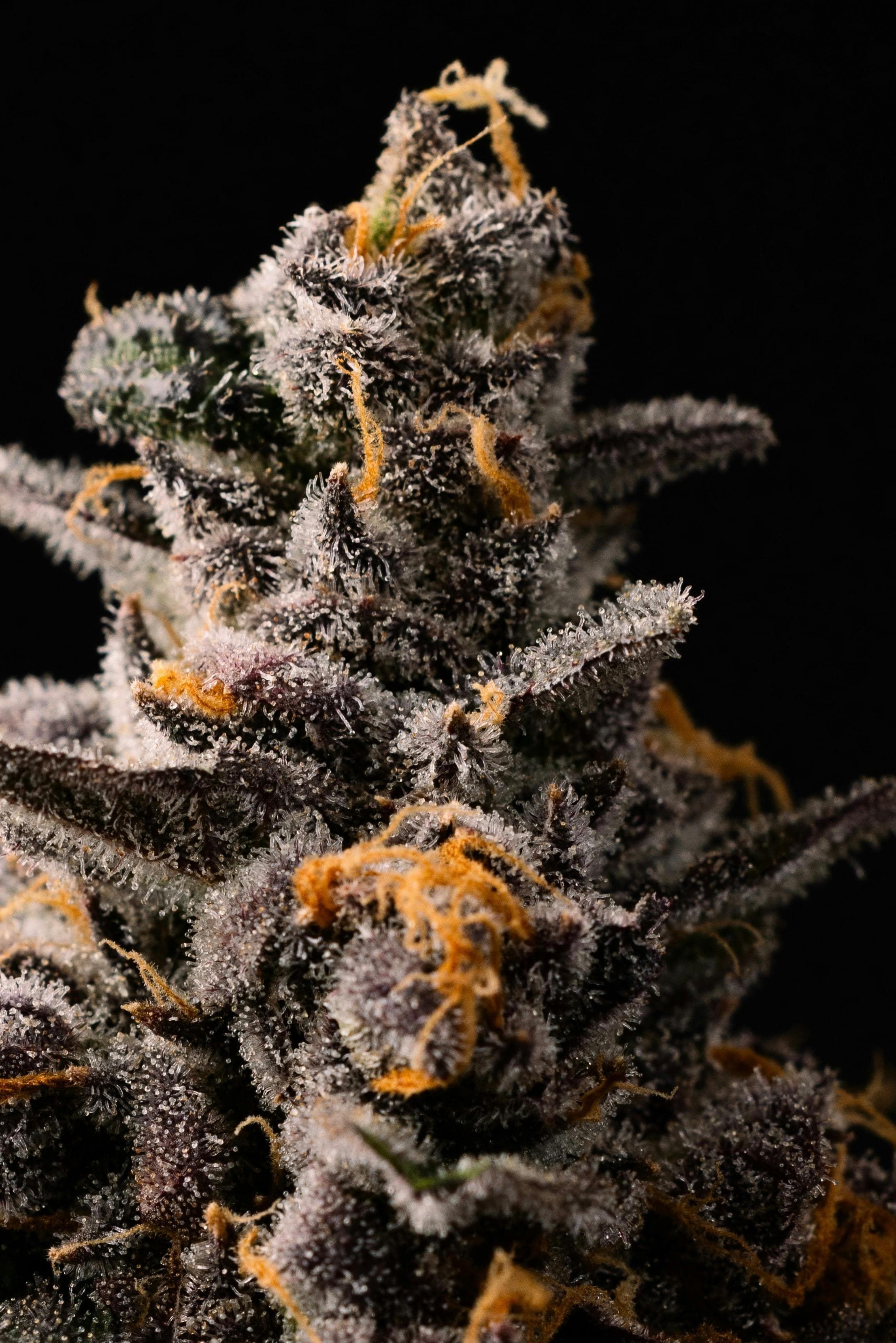 Source image for Allday - Candy Castle - Flower - 3.5g